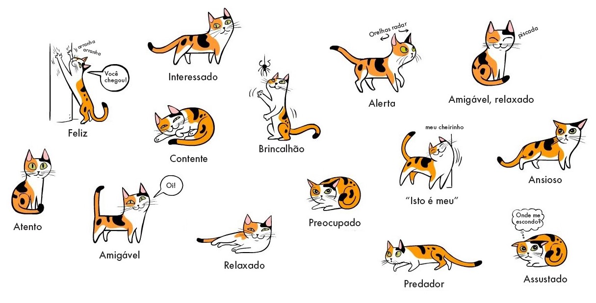 Linguagem de Gato: você sabe o que ele quer dizer?