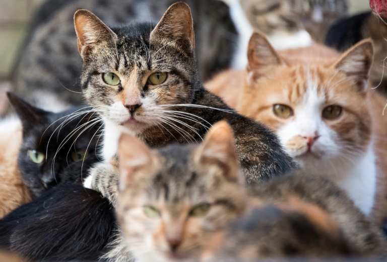 A História dos Gatos X Humanos